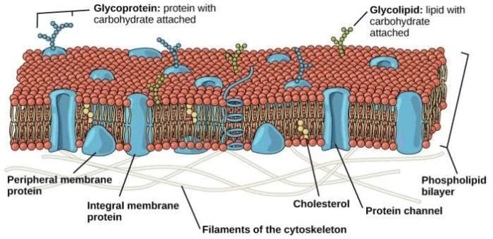 Phospholipid Bilayer Phospholipid Bilayer