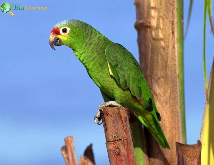 Puerto Rican Amazon Amazona Vittata Puerto Rico Bird Facts