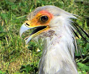 Secretary Bird Secretary Bird