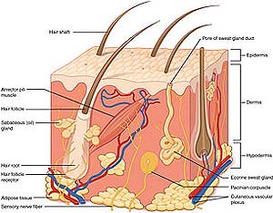 Skin Layers Skin Layers