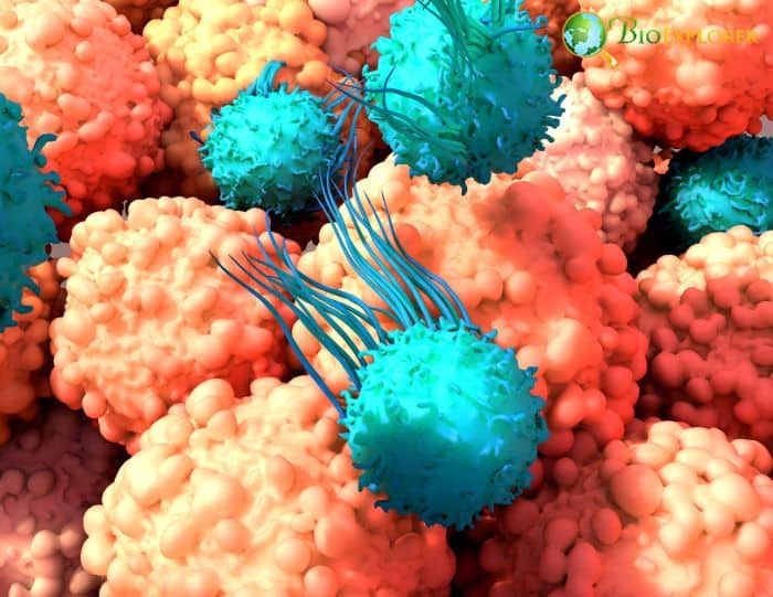 T-Cells T-Cells