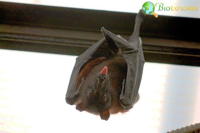Vampire Bat Vampire Bat