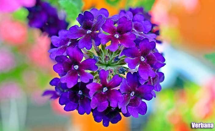 Verbena