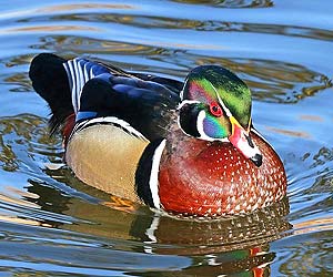 Wood Duck (Aix sponsa) Wood Duck (Aix sponsa)