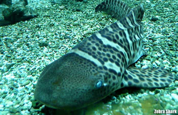zebra shark zebra shark