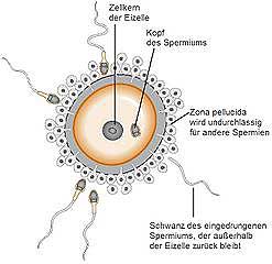 Zygote Zygote