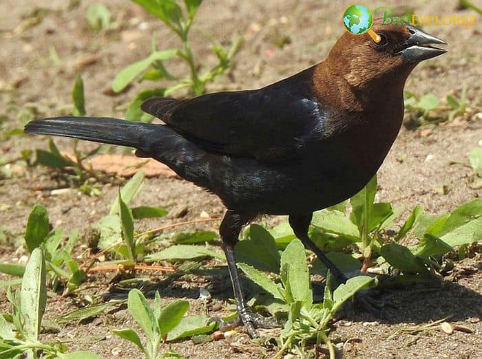 Brown-Headed Cowbird (Bird of Commonwealth) Brown-Headed Cowbird (Bird of Commonwealth)