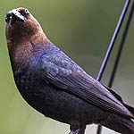 Brown Headed Cowbird In Massachusetts Brown Headed Cowbird In Massachusetts
