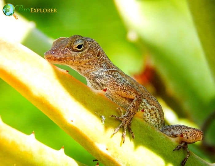 Anoles Anoles