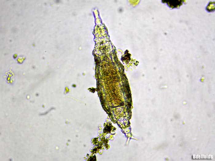 Bdelloidea Bdelloidea