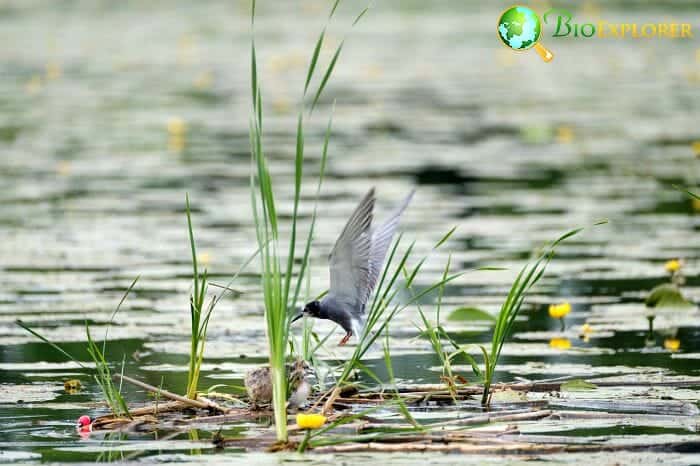 Black Tern (Oregon Bird) Black Tern (Oregon Bird)