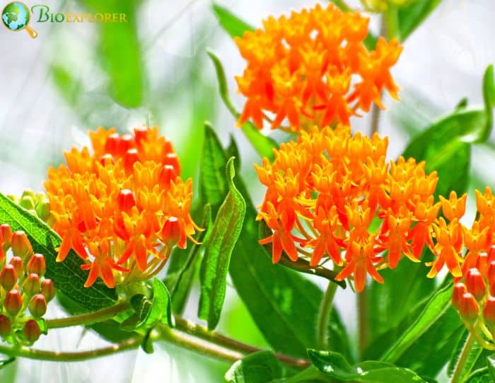 Butterfly Milkweed