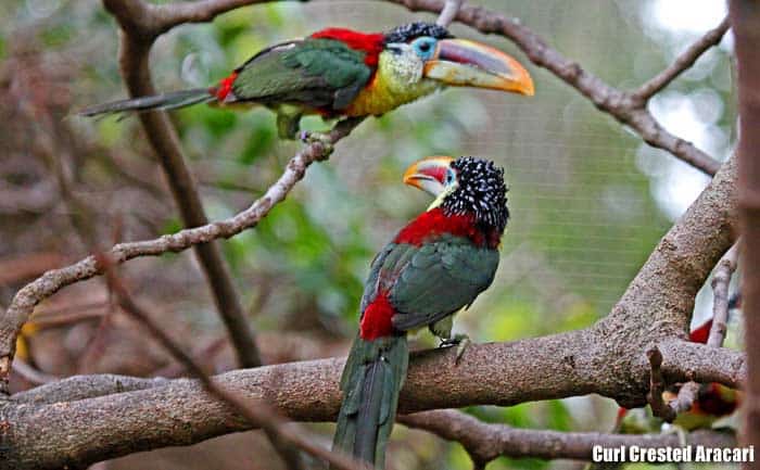 Curl-crested Aracari