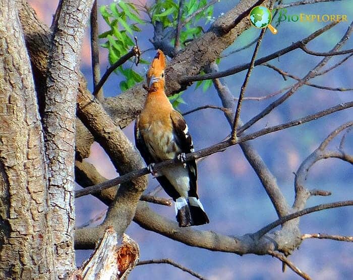 Amazing Facts about Robins  OneKindPlanet Animal Education & Facts