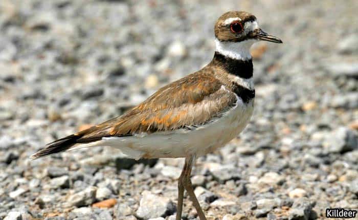 Florida Killdeer Florida Killdeer