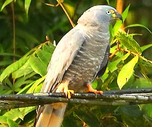 Hook-billed Kite Hook-billed Kite