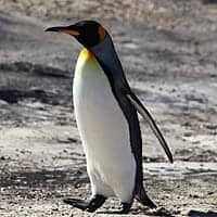 King Penguin King Penguin