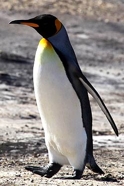 King Penguin King Penguin