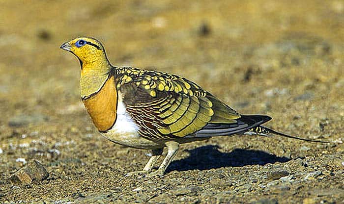 Pin-tailed Sandgrouse Pin-tailed Sandgrouse