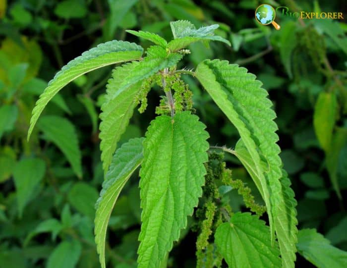 Urtica Dioica