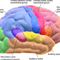 active cells in brain active cells in brain