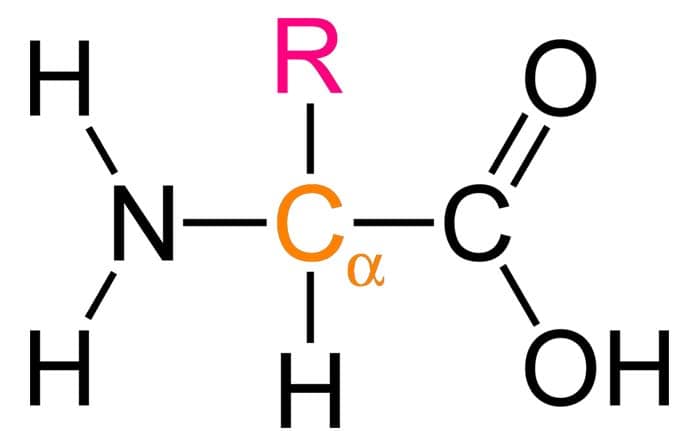 Amino Acid Amino Acid