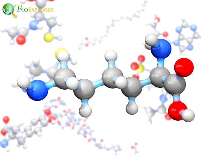 Amino Acids