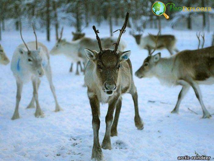 Arctic Reindeer Arctic Reindeer