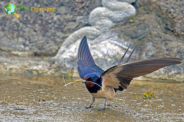 Barn Swallow Mating Dance Barn Swallow Mating Dance