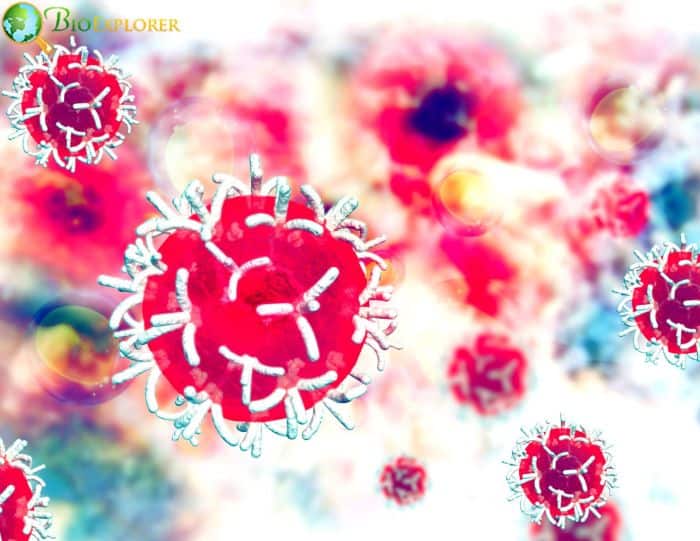 Cancer Cells Cancer Cells