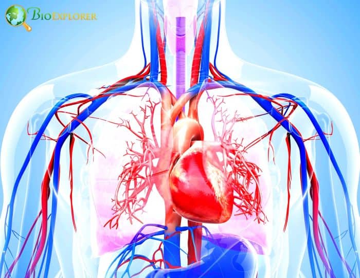 Cardiovascular Aging Cardiovascular Aging
