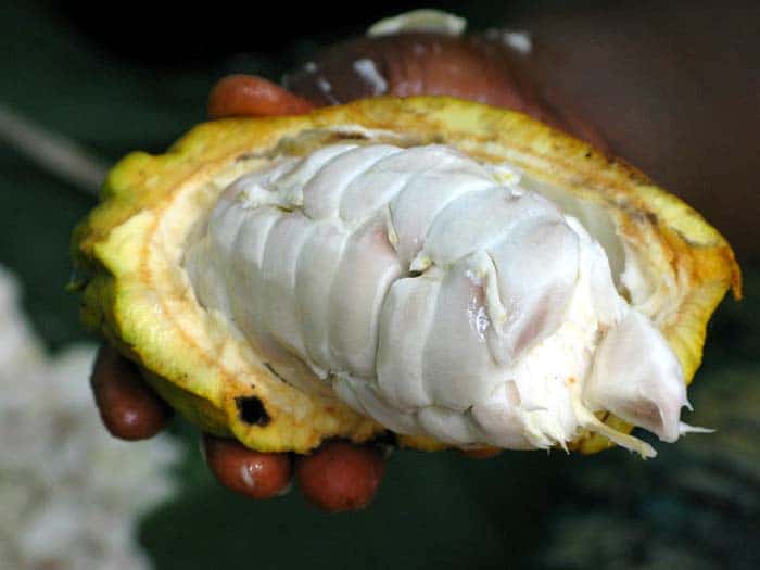 Cocoa Beans Cocoa Beans