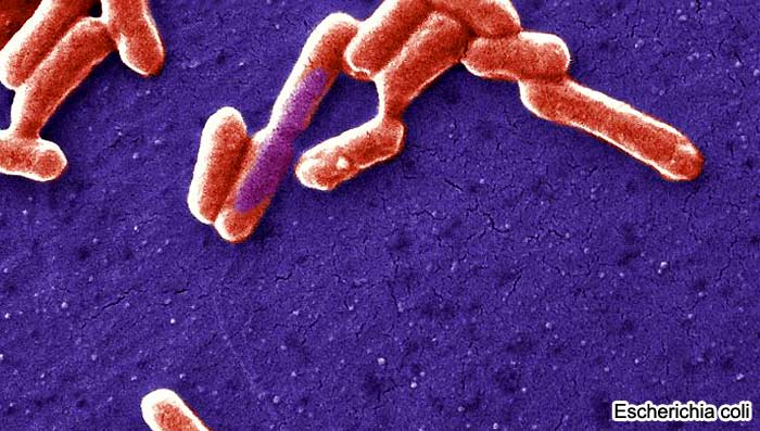 Ecoli Ecoli