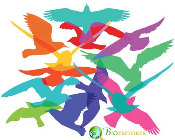 Flock Of Birds Flock Of Birds
