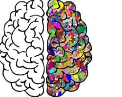 Human Brain Human Brain