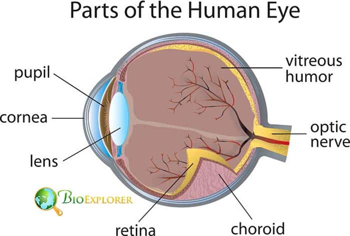 Human Eye Parts Human Eye Parts