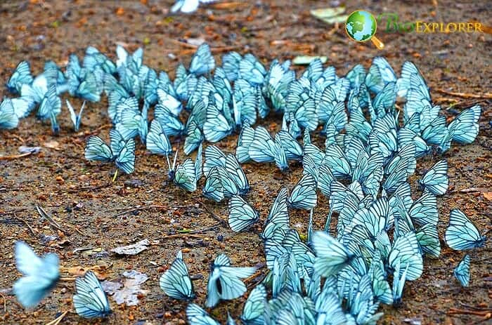 Insects In Temperate Areas Insects In Temperate Areas