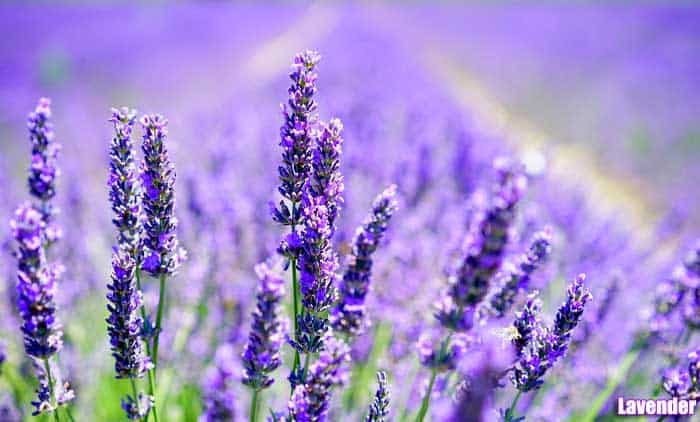 Top 25 Best Purple Flowers Small Tall Beautiful Purple Flowers