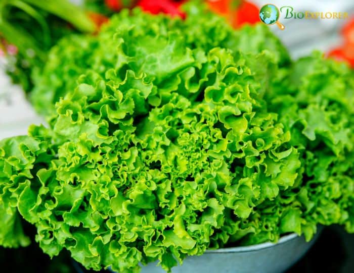 Leafy Vegetable Leafy Vegetable