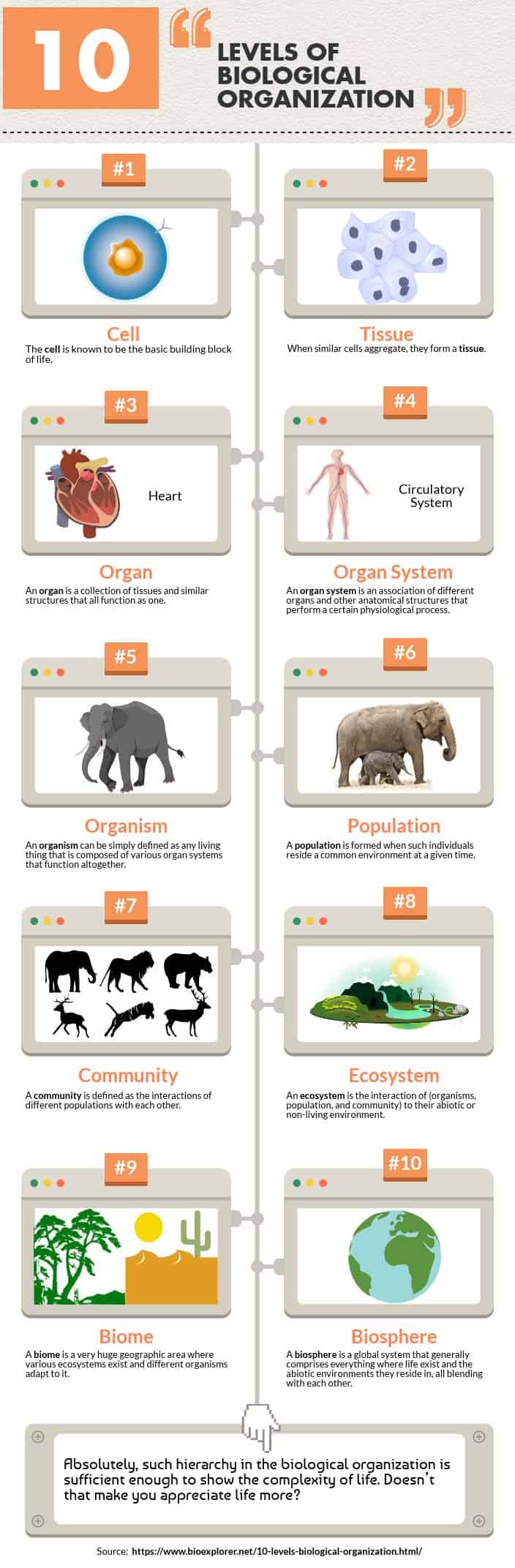 organization of life examples