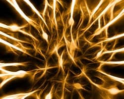 Nervous System Nervous System