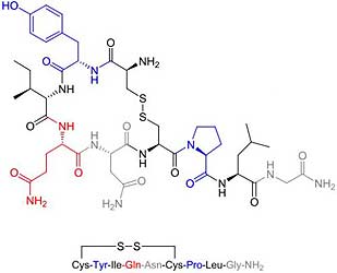 Oxytocin Hormone Oxytocin Hormone