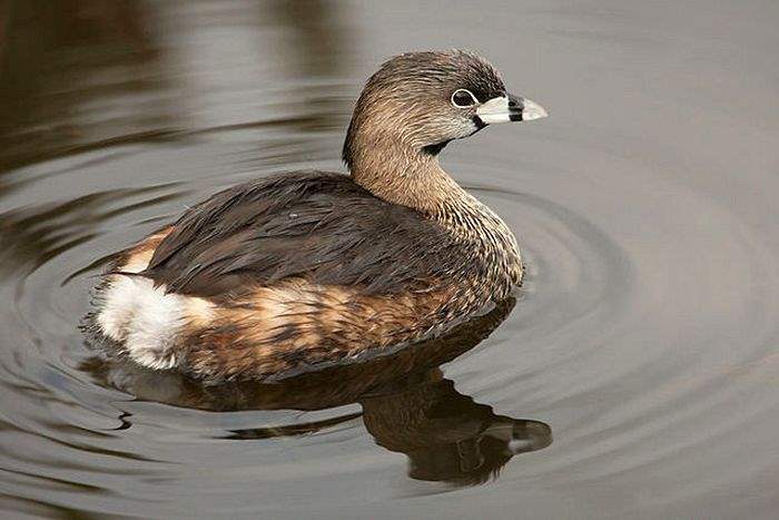Pied-Billed Grebe Pied-Billed Grebe