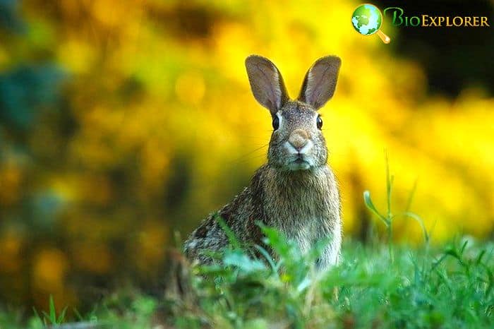 Rabbit Rabbit