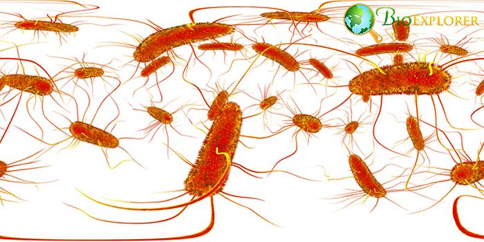 Salmonella Infection Salmonella Infection
