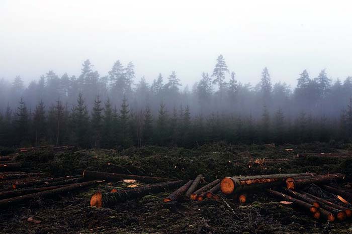 Soil loss due to deforestation Soil loss due to deforestation