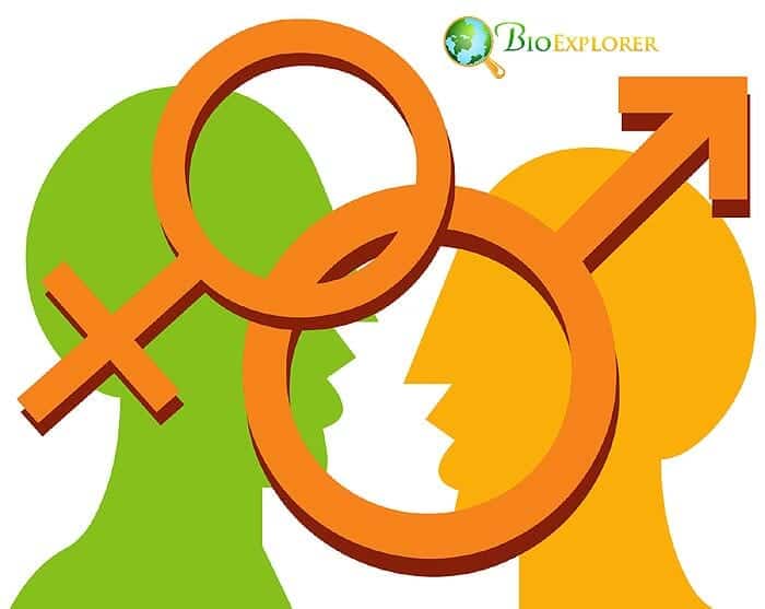 Y-Chromosomes Y-Chromosomes