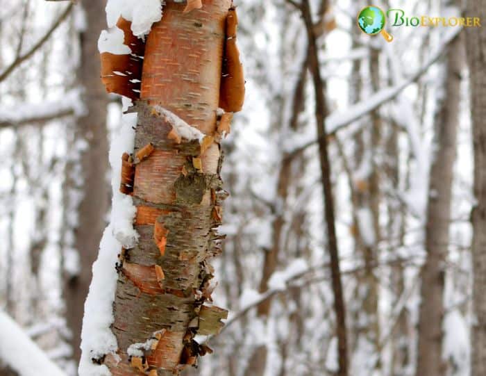 Betula Papyrifera Betula Papyrifera