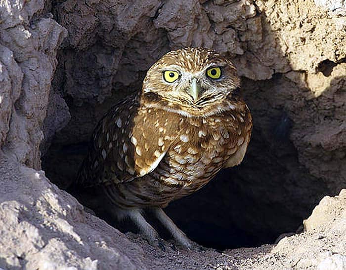 Burrowing Owl Burrowing Owl