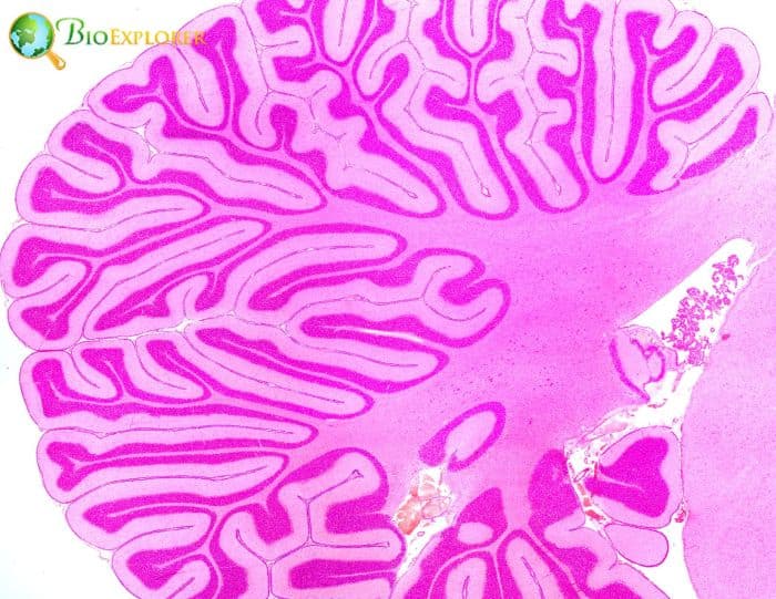 Cerebellum Cerebellum